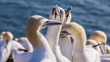 星空体育在线-美国女足连胜西班牙队，美国女足连胜西班牙队名单