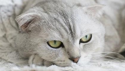 星空体育在线-美国女足连胜西班牙队，美国女足连胜西班牙队名单