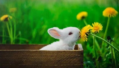 星空体育在线-美国女足连胜西班牙队，美国女足连胜西班牙队名单